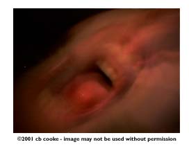 cb scream- ©2001 cb cooke - image may not be used without permission