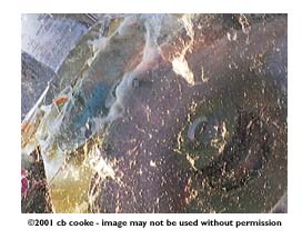 cotton candy - ©2001 cb cooke - image may not be used without permission