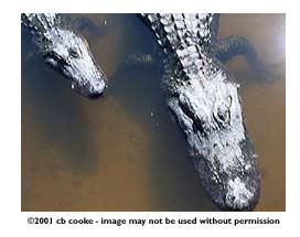 gators in gator land - ©2001 cb cooke - image may not be used without permission